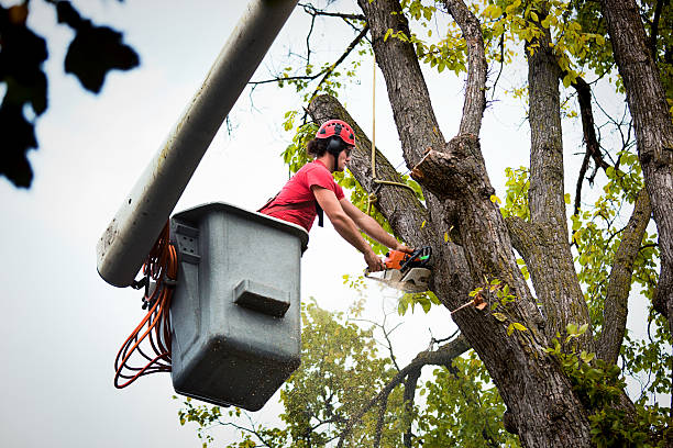 How Our Tree Care Process Works  in  Port Clinton, OH